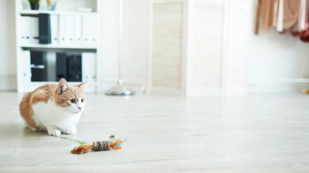 猫咪为何在抱球时使用脚蹬？揭秘猫咪的奇特行为