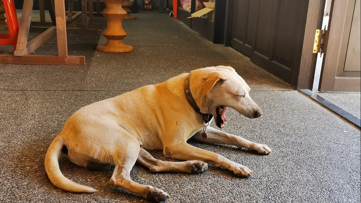 养狗有什么好？看完这些好处，有谁会不心动呢？