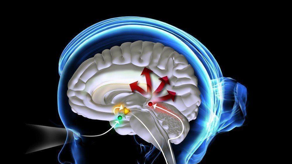 瞳孔越大，智力越高？