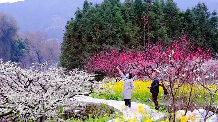 广州出发-韶关3天游，打卡乐昌九峰山桃李花海+金鸡岭+乳源云门山