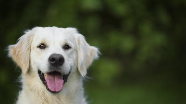 如何在家为宠物洗澡？准备和注意事项