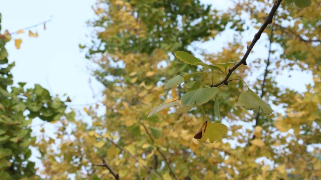 一味写进诗歌的中药，为何千百年来争议不断？其中真相很少人知道