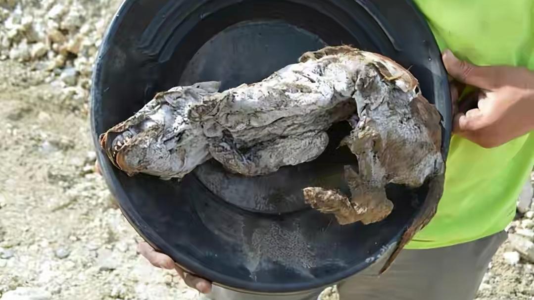 北极再现史前生物，57000年前的尸体暴露在外，人类应当警惕