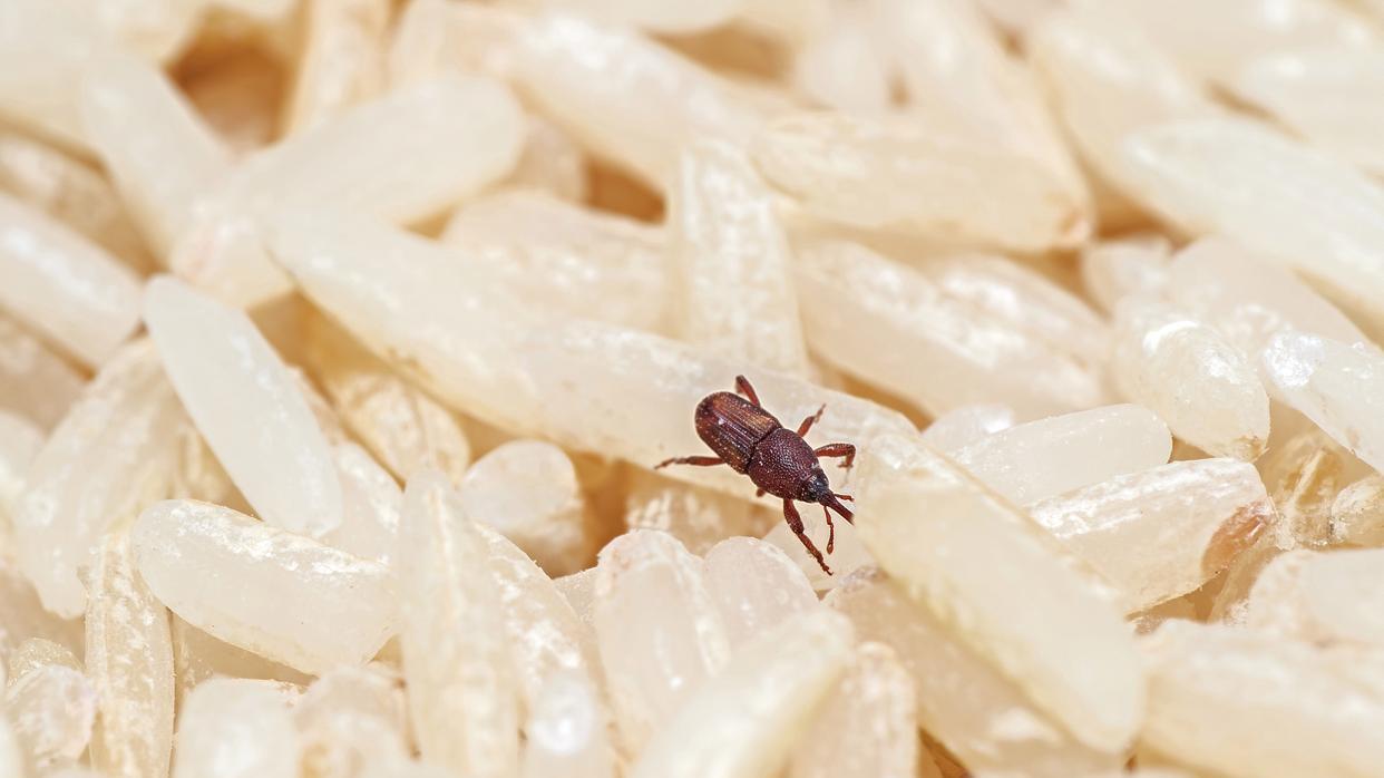 为啥密封大米也生虫？国家粮库里生虫怎么办？生虫的面粉能吃吗？