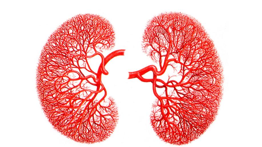 肾病|慢性肾病透析所致贫血新治疗选择：FDA批准口服药物daprodustat