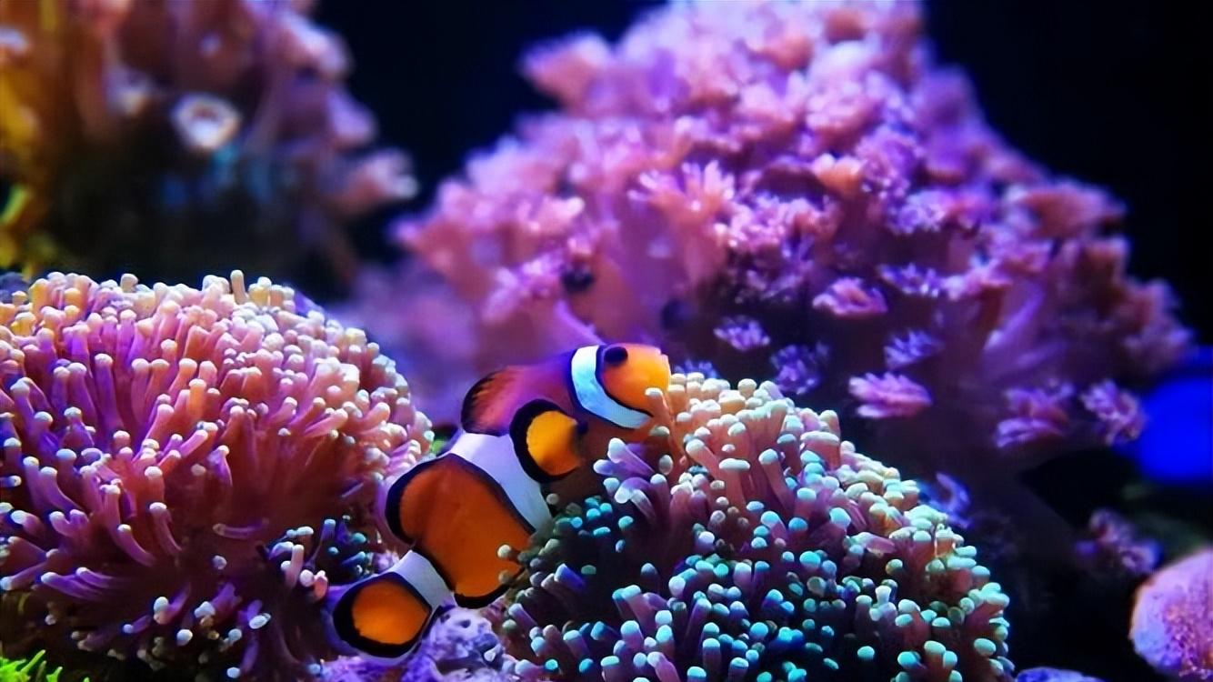 守护地球的脉搏：生物多样性为何如此重要？