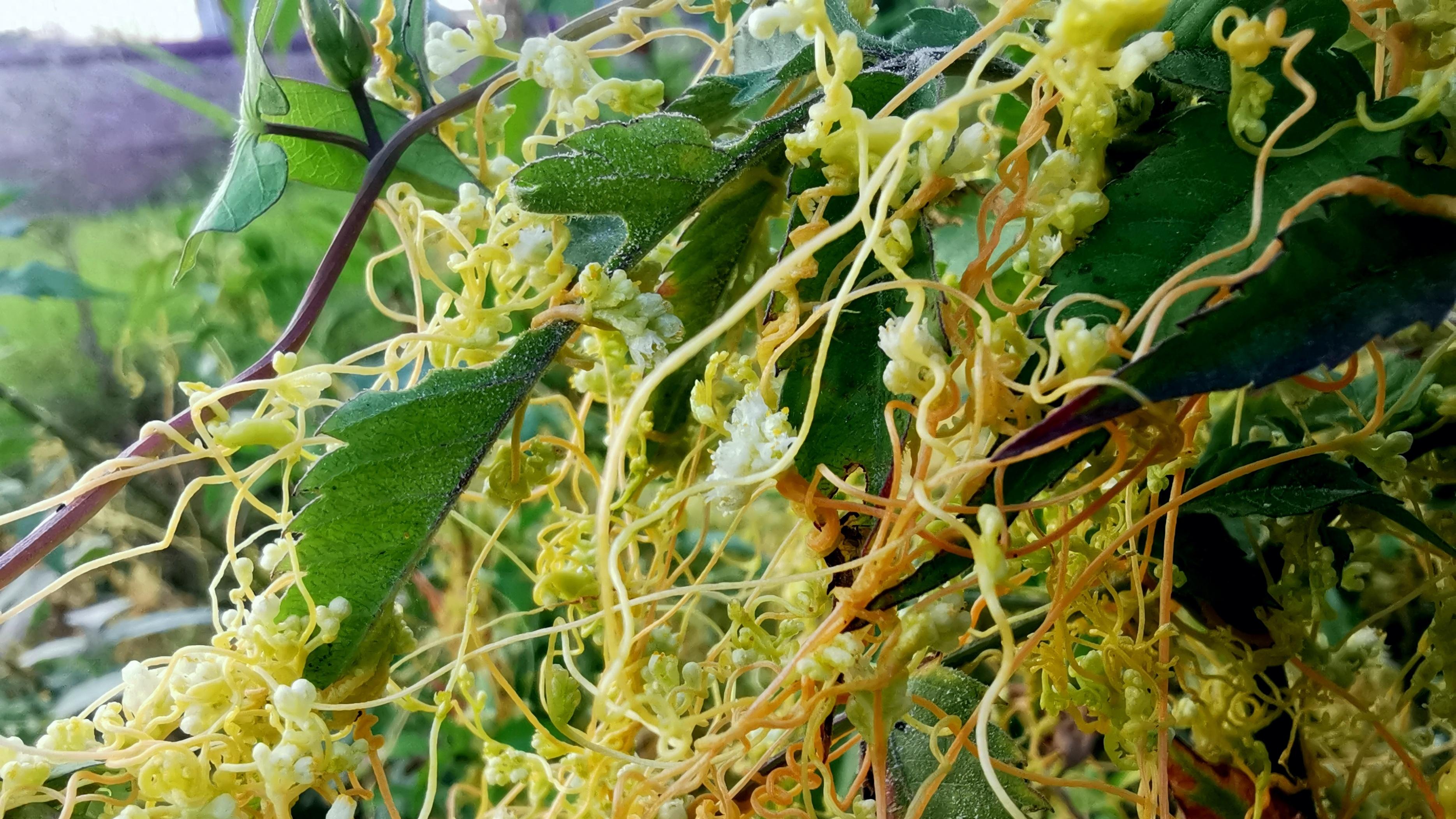 身边的植物——菟丝子