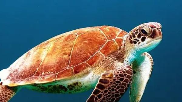 小海龟，勇敢冒险，追梦之路