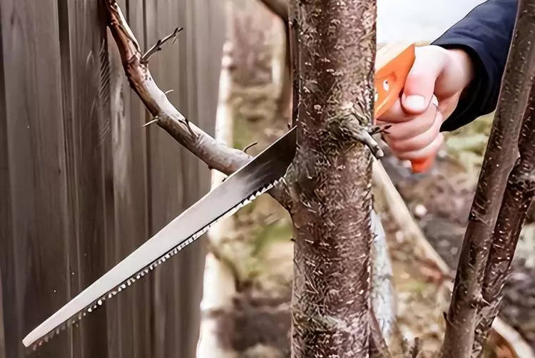 老实人活该被欺负？老汉误砍樱桃枝被讹2万，提刀50分钟连杀7人