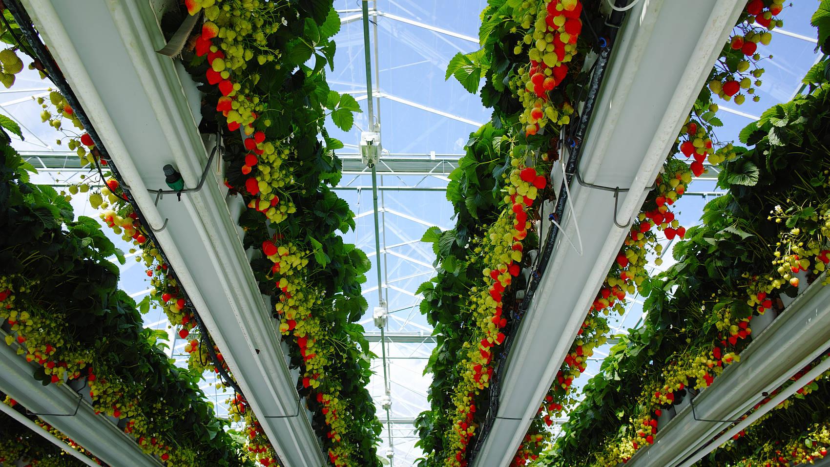 以色列、荷兰模式无土栽培工程师一年制培训班+全国玻温室无上栽培托管服务