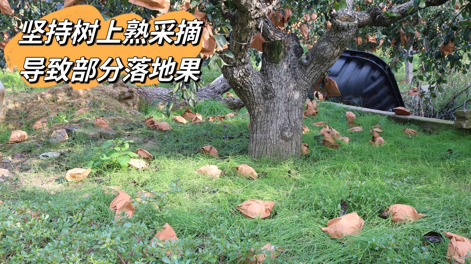 中华丑梨：被颜值耽搁的实力派，太好吃了~