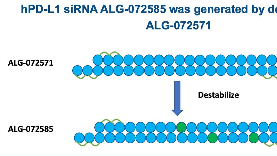 HBV siRNA PD-L1抑制剂开发：通过免疫激活途径显著减少感染肝细胞