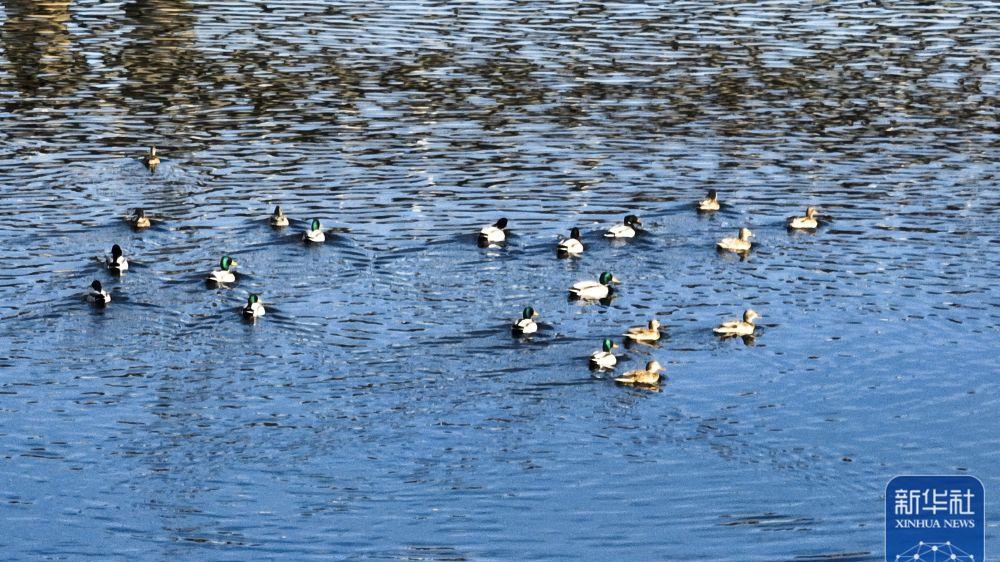 滦河水暖引鸟来