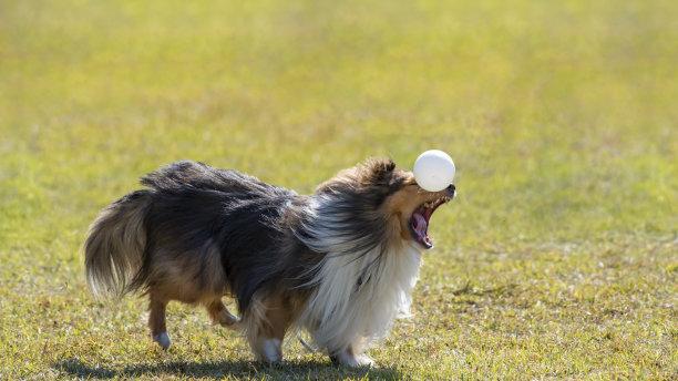 萌宠旅行：如何安全地带着宠物一起旅行？