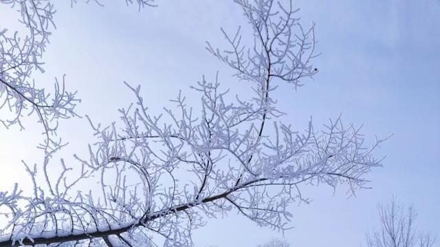 梦中雪纷飞，醒来无云碎