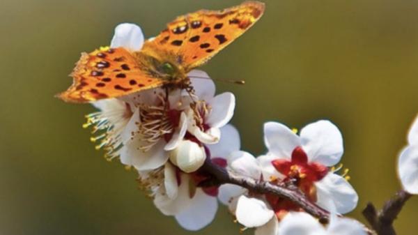 "美丽梅花, 一个小村庄, 传奇故事"