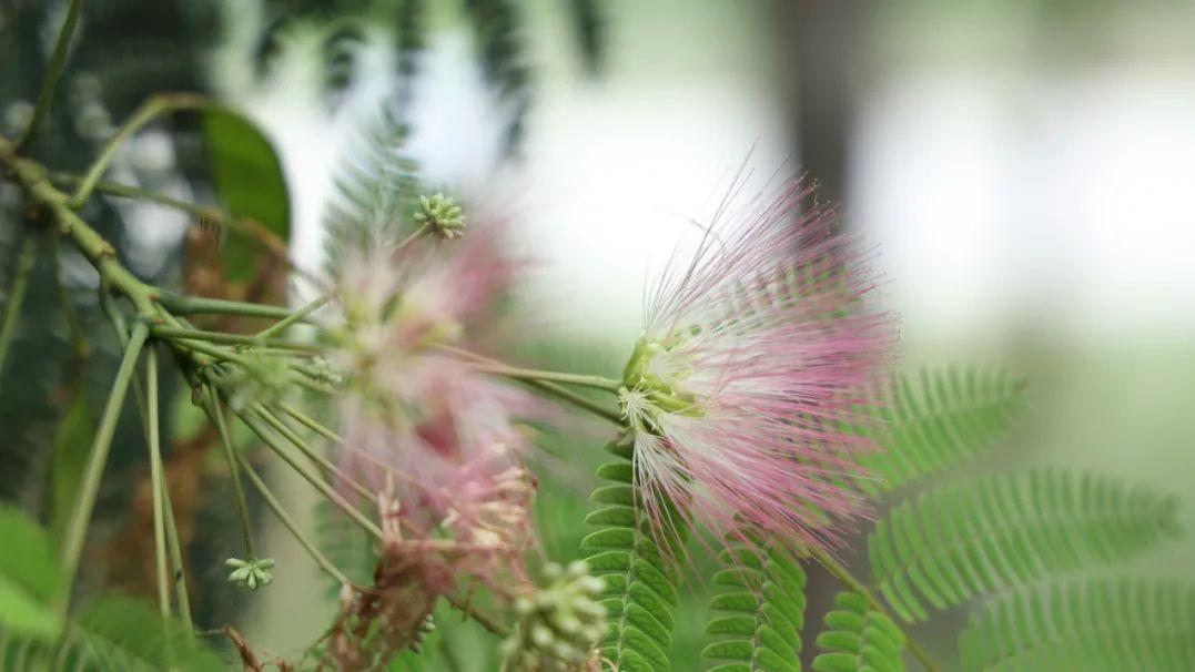 一味奇妙的中药，抗失眠、抗焦虑、抗抑郁、抗肥胖，用过的都说好