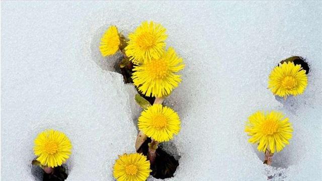 走近中药：一种生于冰雪里的花朵，温而不燥，润而不寒，散邪而不耗气