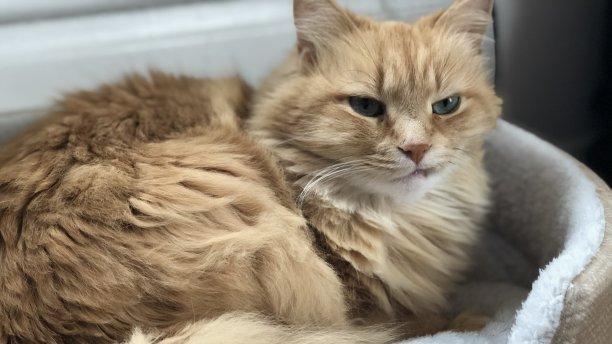 当你和你的猫咪互换身体：一天的冒险与发现