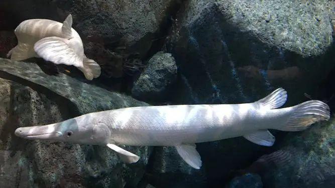 新加坡的寿命鱼：触摸即能寿命大增？