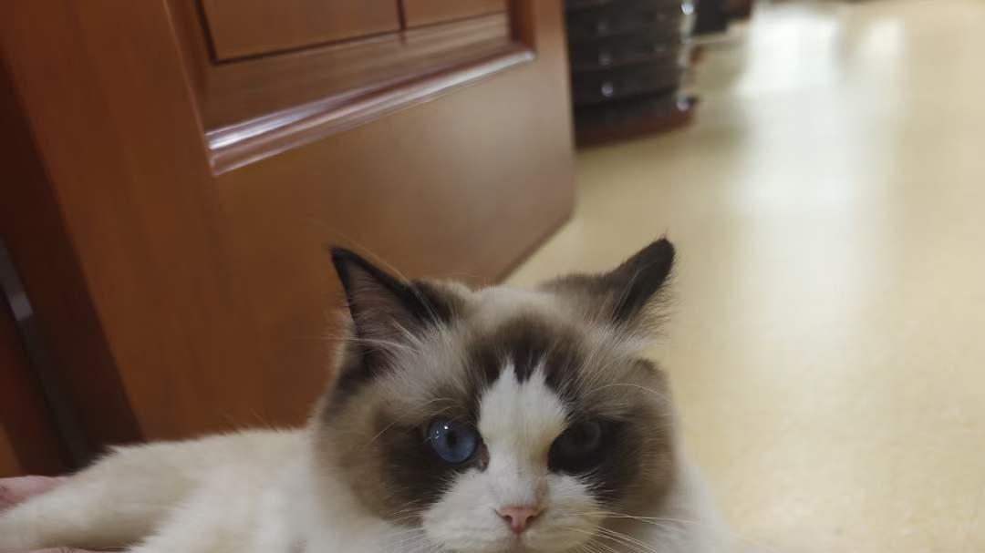 我是猫，而我自有我的猫趣！