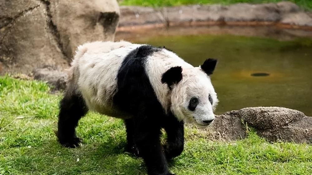 国宝丫丫终于回国了！黄晓明等众星发文欢迎它回家