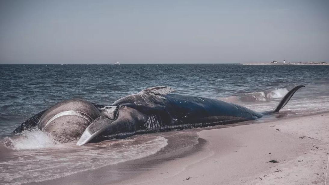 器官衰竭|世界上6大痛苦死亡方式