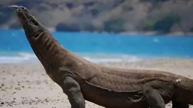 动物界也存在“心理变态”吗？