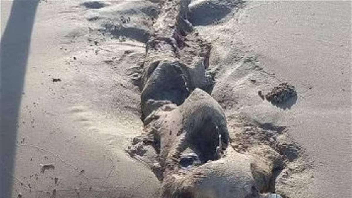 澳洲海滩惊现一具遗骸长得像外星人，网友称是美人鱼，动物学家众说纷纭，目前身份仍不明