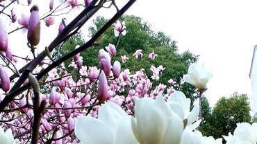 《唐诗三百首》里的那些精华句子，记住这些名句就足够了。