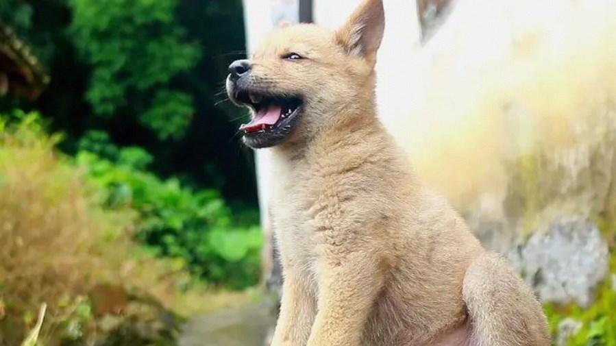 主人被杀后，我千里寻凶，只为讨回一个公道，虽然我只不过是一条狗