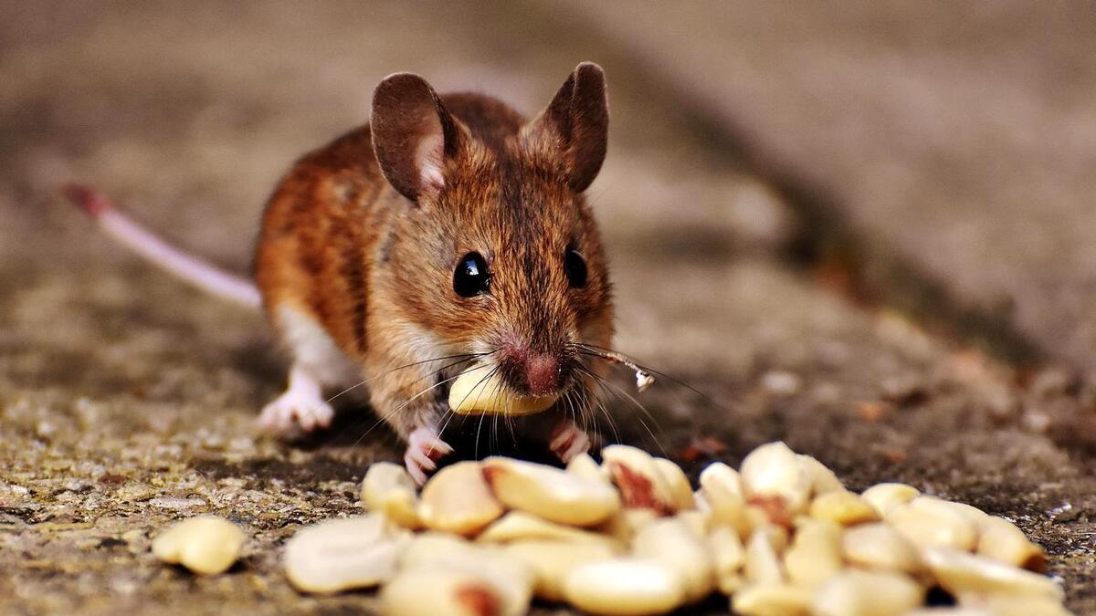 为什么很多人发现，老鼠变得越来越少了？老鼠真的“隐退”了吗？