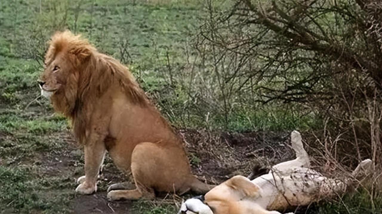 为什么动物只有在发情期才交配，而人一年四季都可以交配呢？