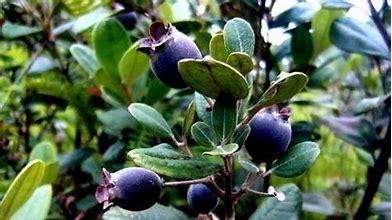 农村逐渐消失的野果子，每一种都是童年回忆，你吃过几种？