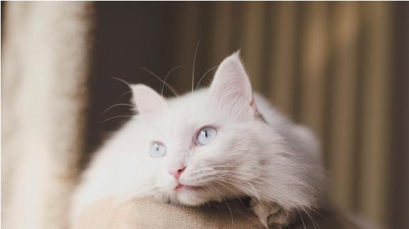 为什么我家猫经常坐在那静静的盯着我？