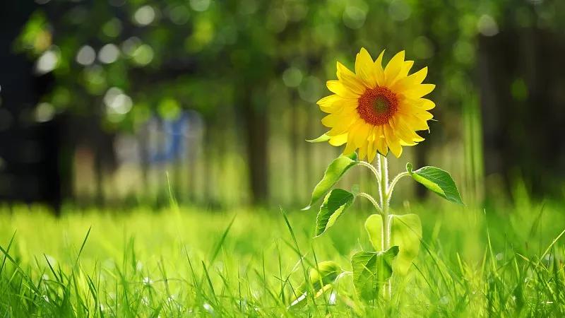 当红影帝官宣后，我的顶流老公他非要蹭热度