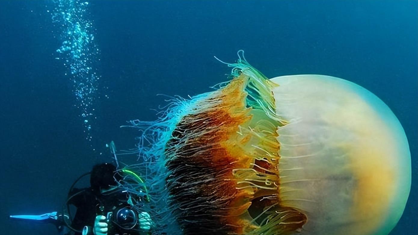 顶翻日本巨轮，堵死日本核电站，中国的水母如何成为日本的噩梦？