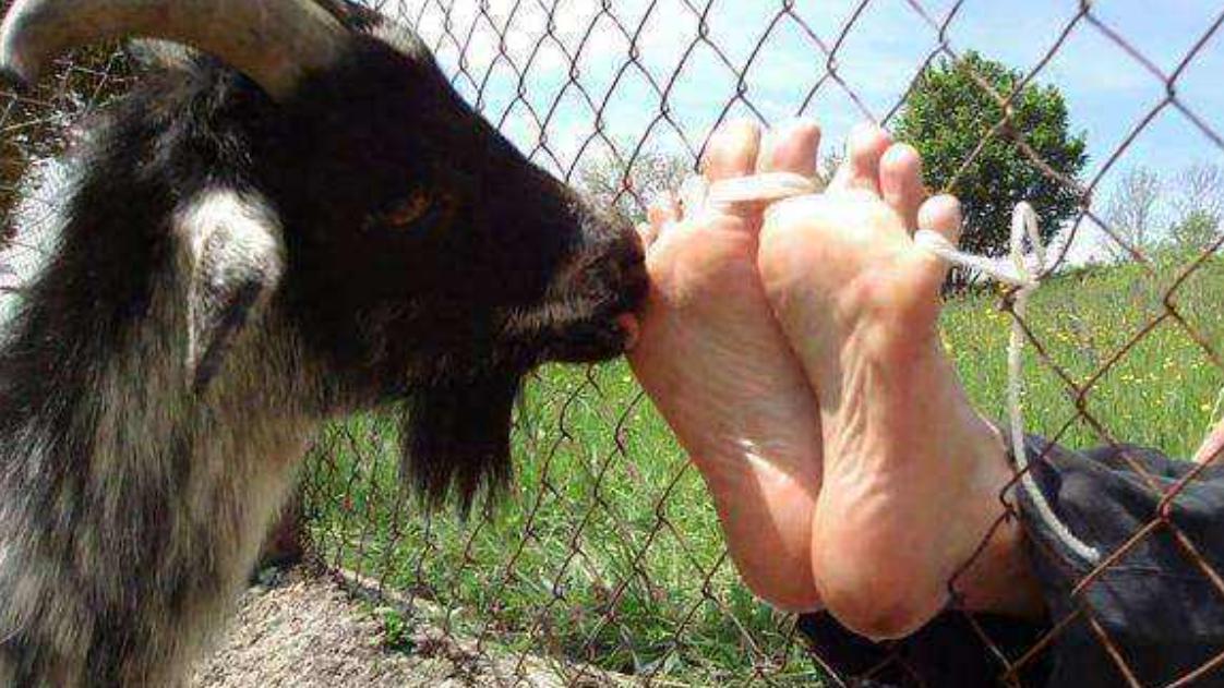 古代最“温柔”的酷刑：用动物的器官行刑，让人在欢乐中死去