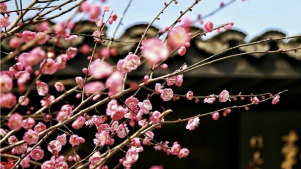 踏雪寻梅，寻找生命的，价值和意义