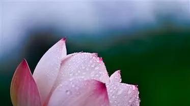 世上年年春不尽，浮生一半落成花