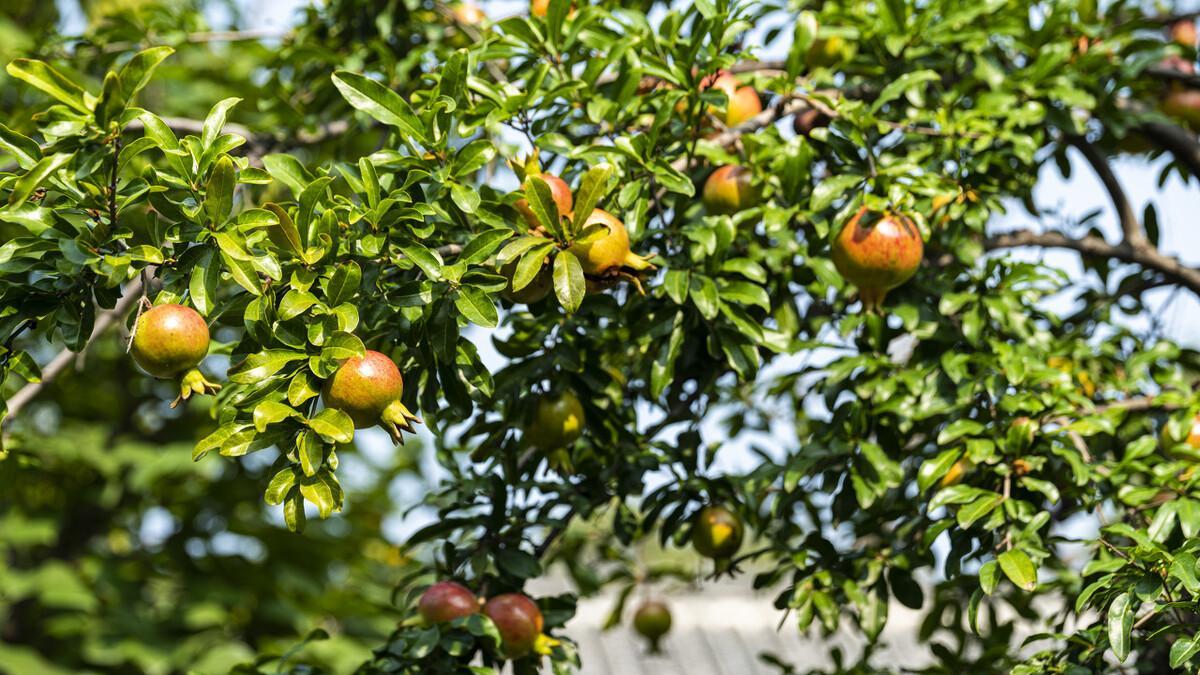 老人说“院中栽三树，福喜有天助”，你家院中都栽了这些树吗？