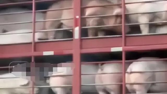 女子网购误操作，0元买了一头活猪，退货成了难题