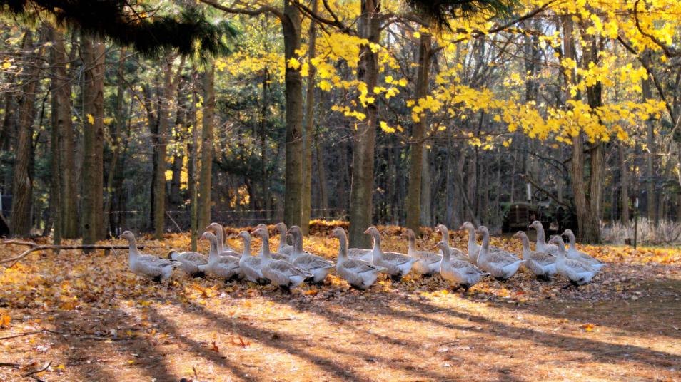 哪3个生肖，2024年好运了不得，事事顺、机遇多，赚钱如捡钱