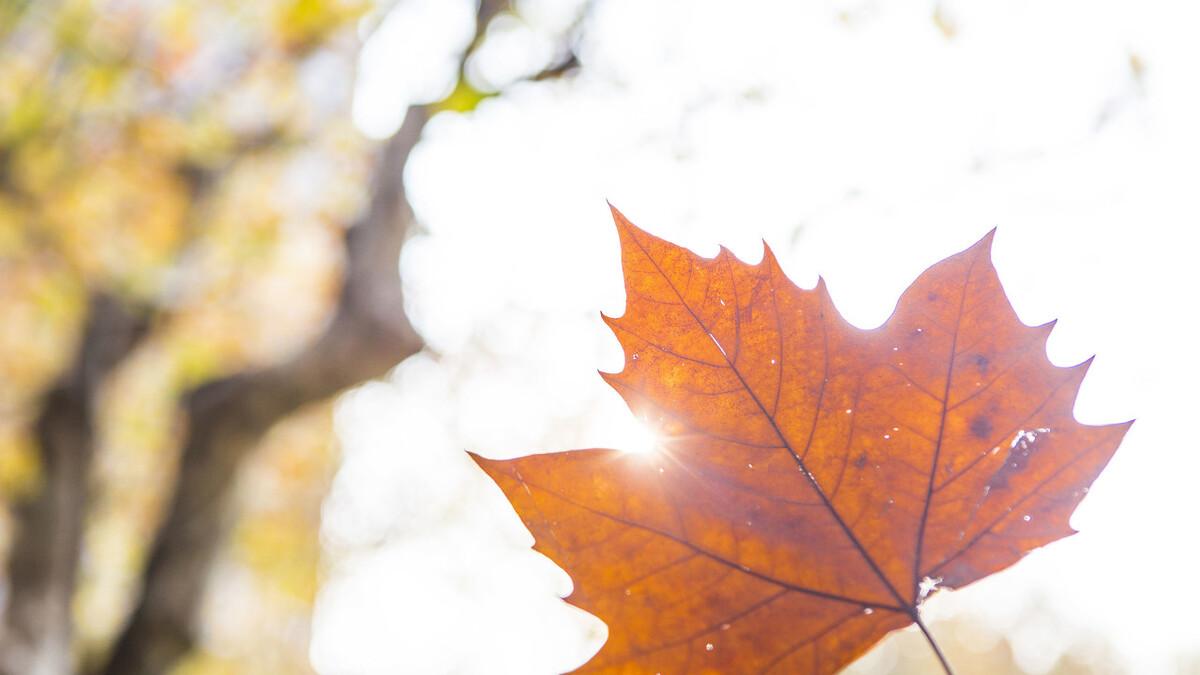 小叶子拍大片！学会这4个摄影思路，教你拍出晶莹剔透的树叶！