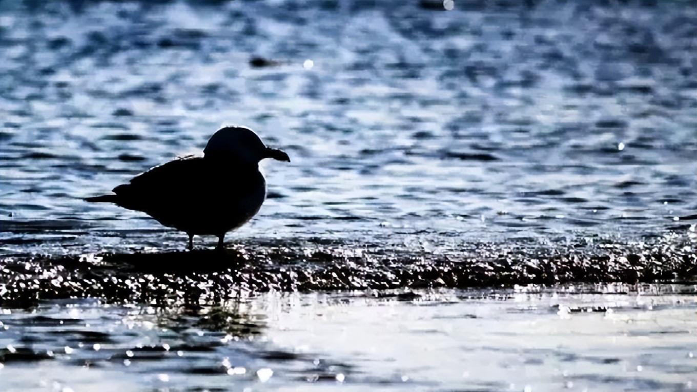 到世界上最大的广场喂海鸥！大连这5件事不容错过