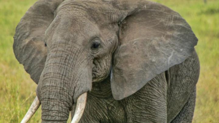 小象宝宝阿波的探险之旅，勇敢探索森林，学会保护自己和生态环境