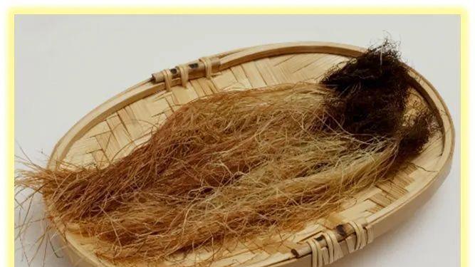 一根玉米须，堪称二两金丨杏林之声