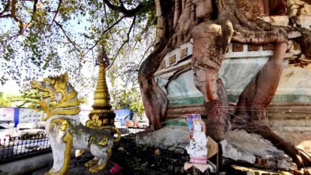 一座罕见的“树包塔”奇观，树塔浑然一体，就在云南