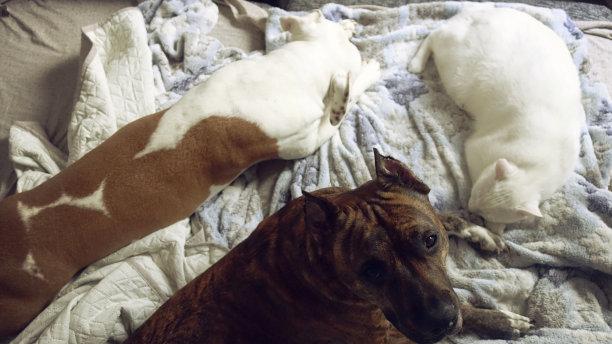 宠物训练的重要性：培养良好的行为和社交技能