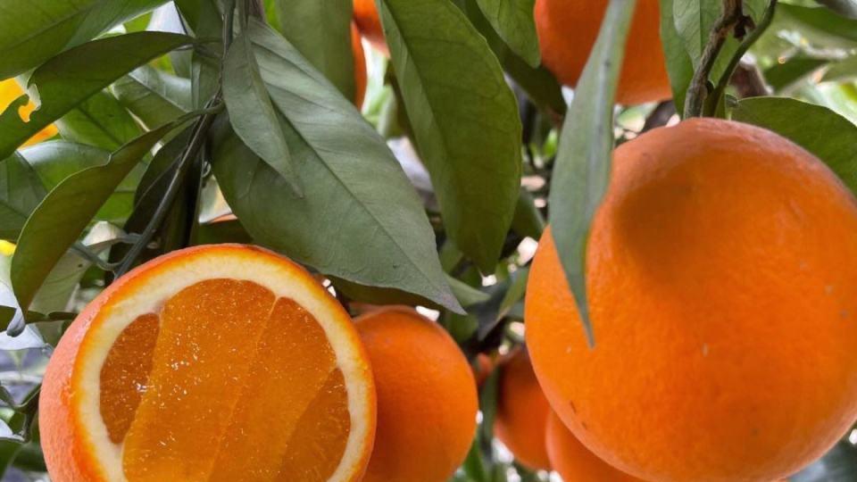 冬季经常吃脐橙，5个好处或“不请自来”，但有5个禁忌要牢记